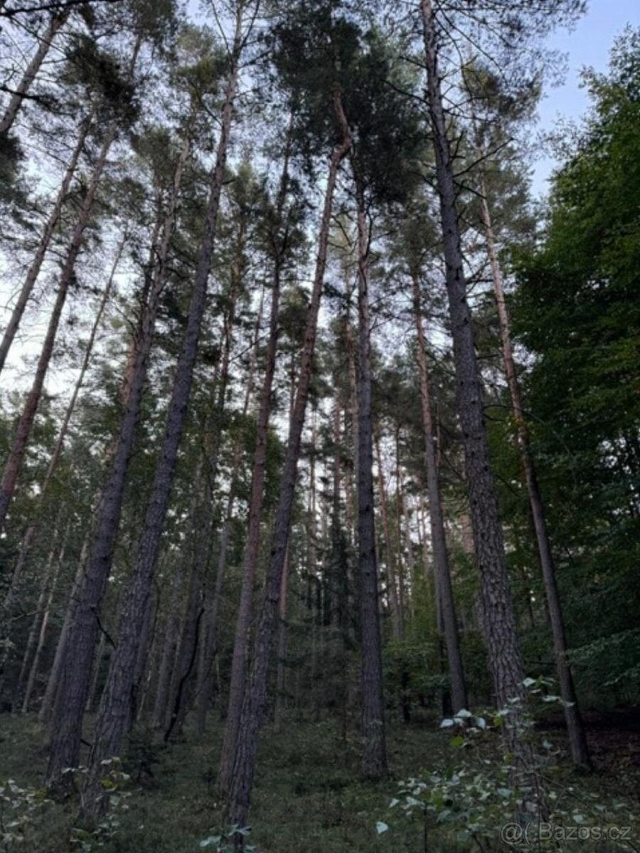 Pozemky pro bydlení, Trhové Sviny, 374 01