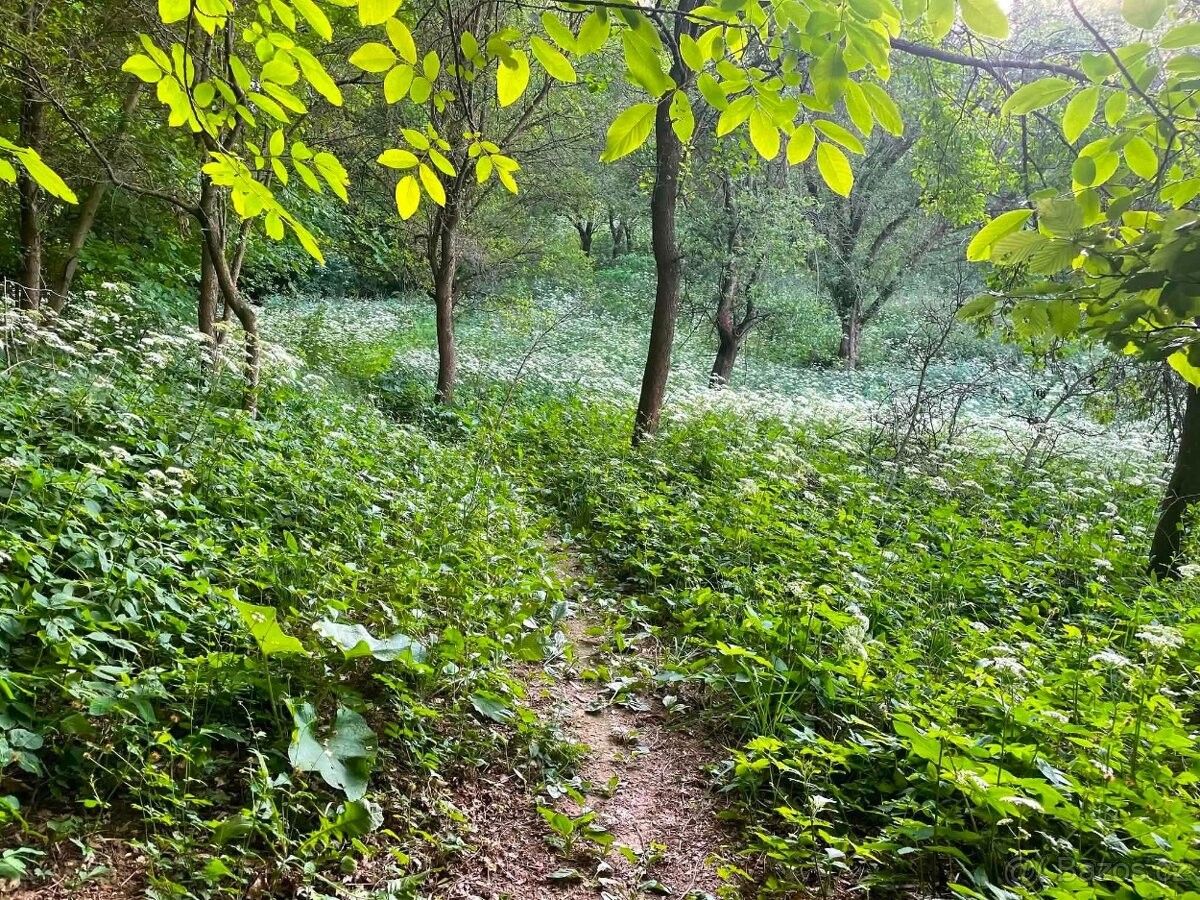 Pozemky pro bydlení, Klobouky u Brna, 691 72 - 1