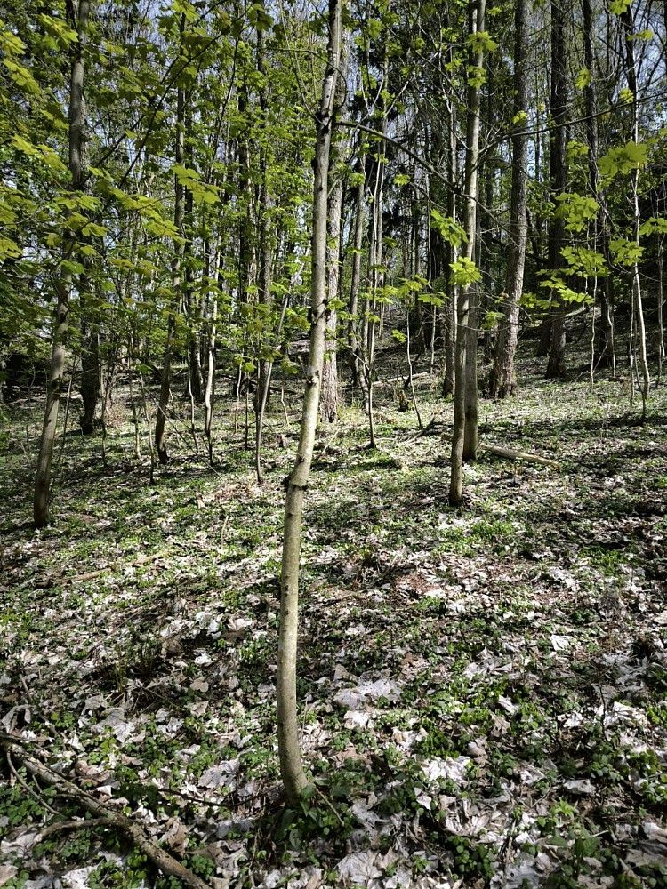 Prodej les - Dobřany, okres Rychnov nad Kněžnou, Královéhradecký kraj - 5