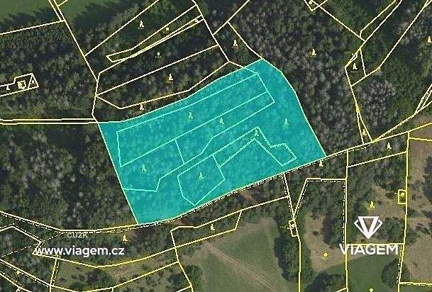 Les · Koroužné, okres Žďár nad Sázavou, Kraj Vysočina - 3
