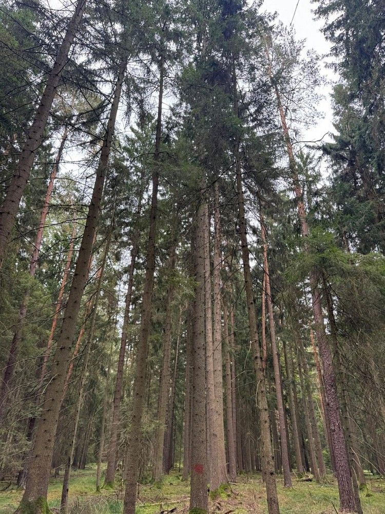Lesy, Strážkovice - Varnsdorf, okres České Budějovice, Jihočeský kraj - 1