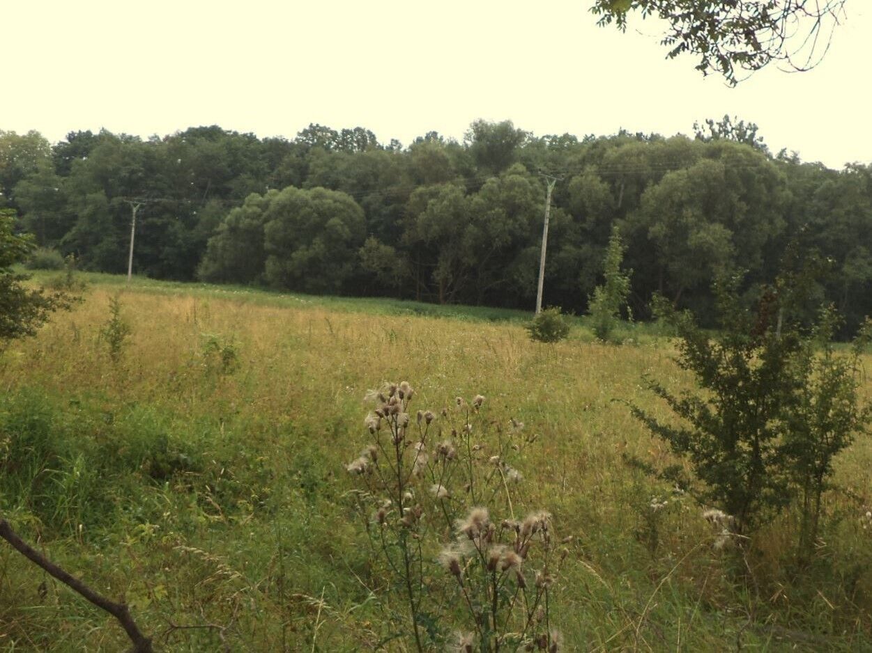 Zemědělský pozemek · 28 977 m² · Meziměstí - 3
