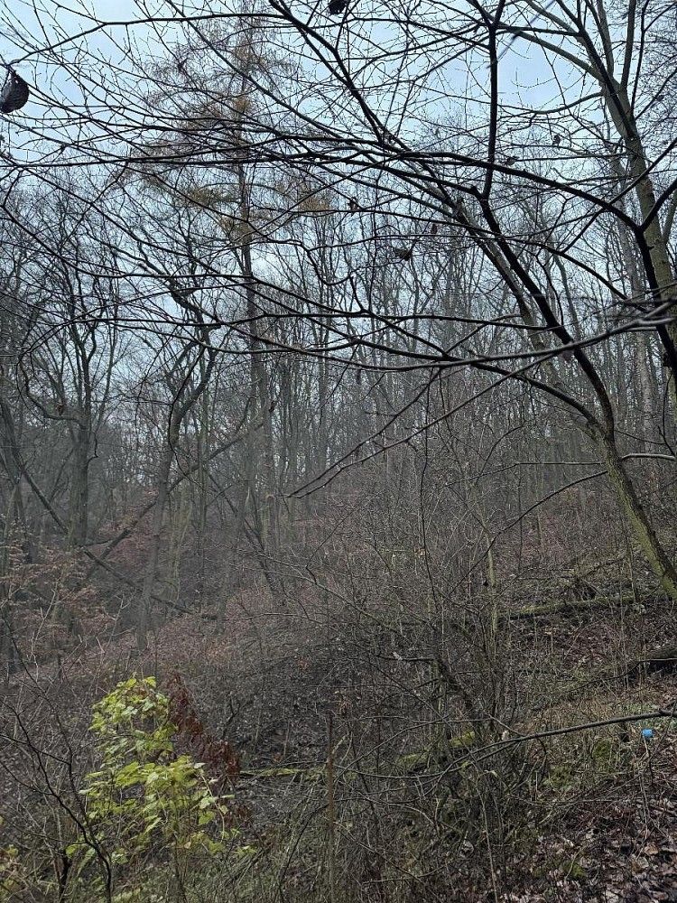 Lesy, Chuderov - Nýřany, okres Ústí nad Labem, Ústecký kraj - 1