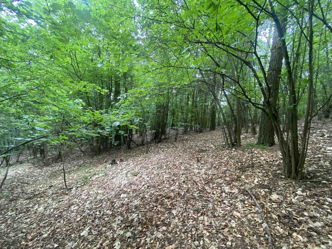 Les · Popovice, okres Benešov, Středočeský kraj - 2