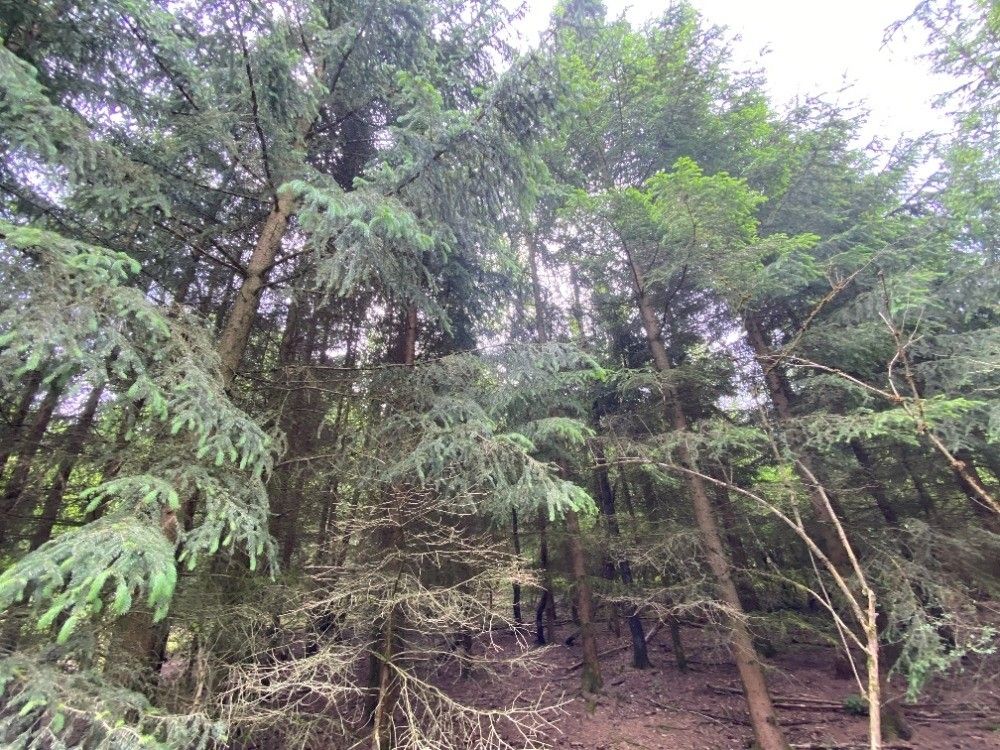 Pozemky pro bydlení, Horšovský Týn, 346 01