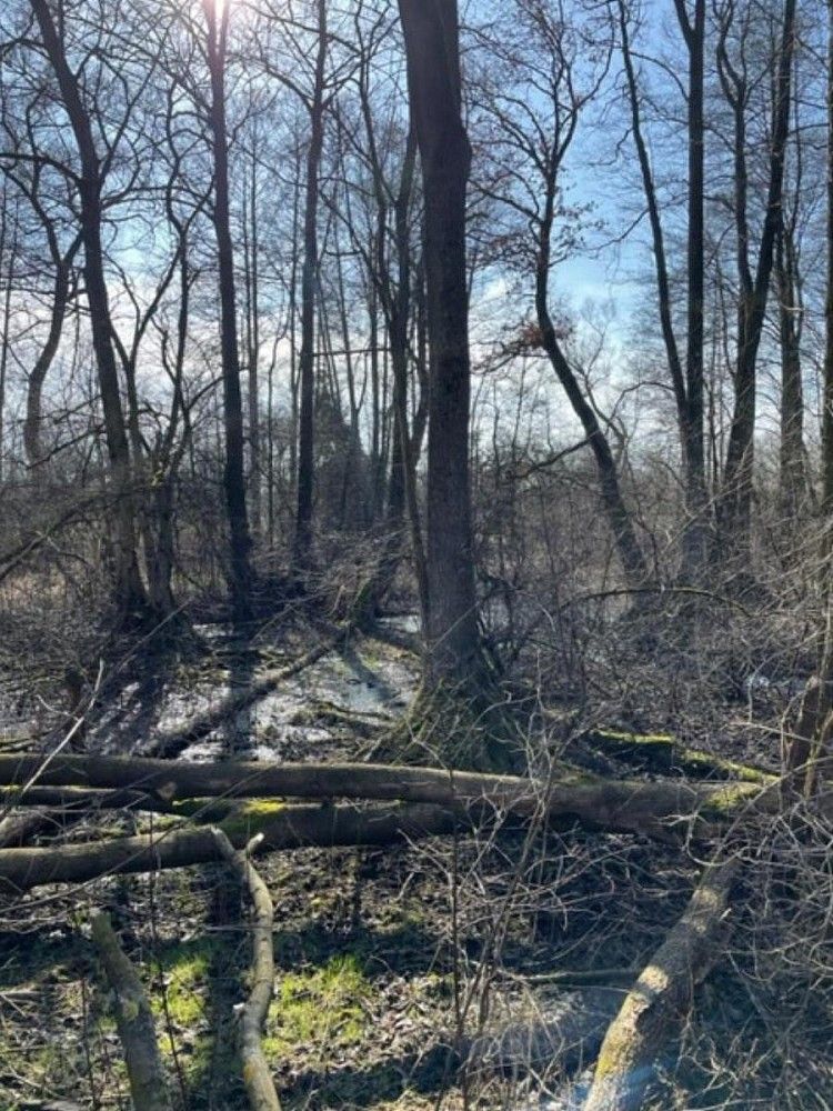 Les · Rychnovek - Dobříč, okres Náchod, Královéhradecký kraj - 4