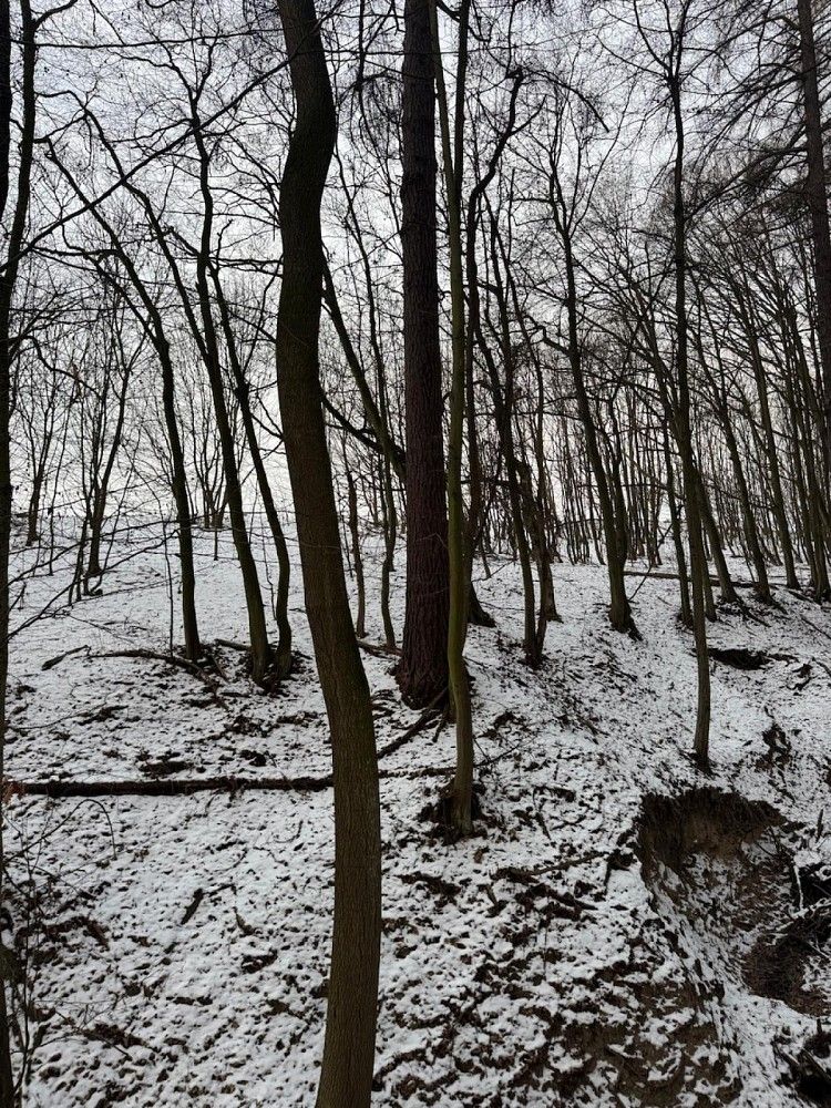 Les · Ježkovice - Šluknov, okres Vyškov, Jihomoravský kraj - 3