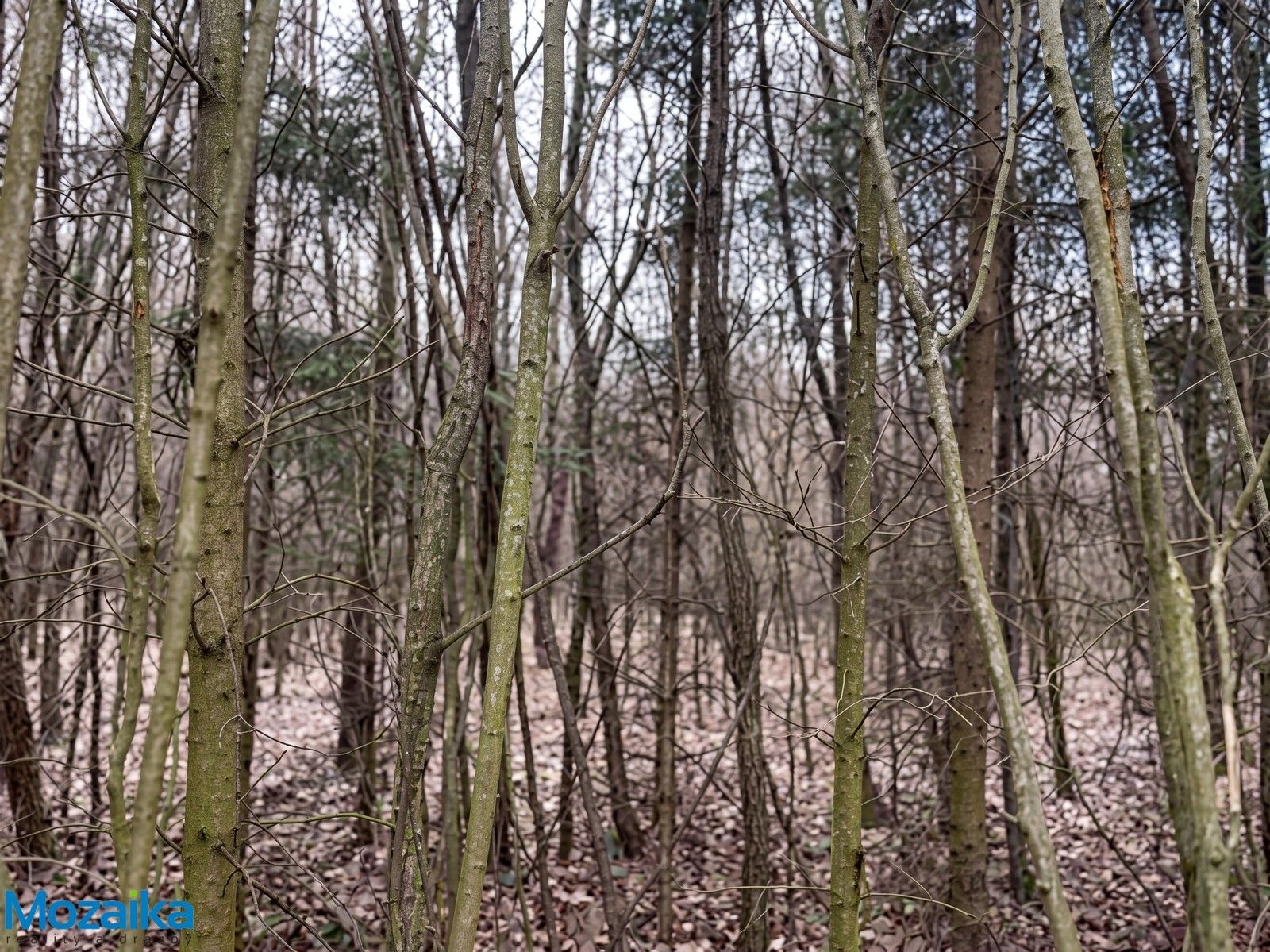Lesy, Horní Heřmanice, 51 563 m² - 2