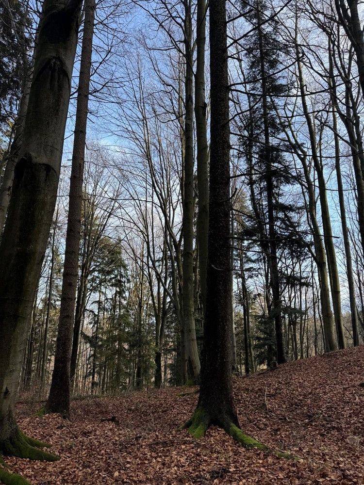 Les · Huslenky - Velešovice, okres Vsetín, Zlínský kraj - 4