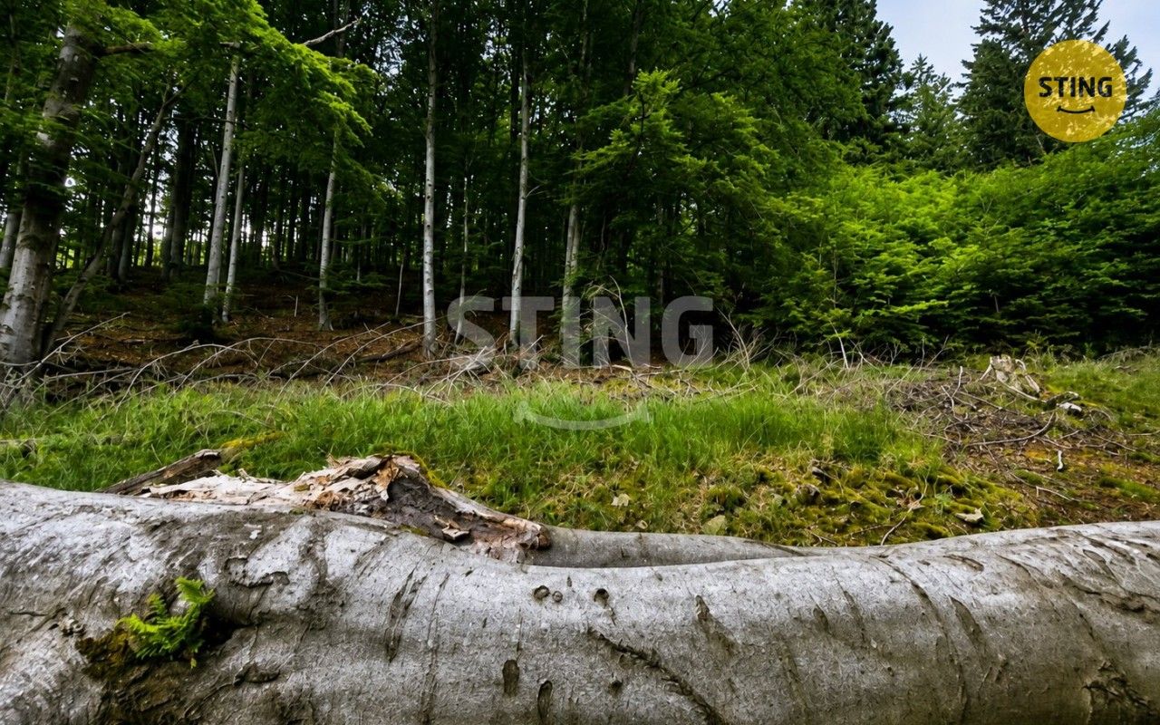 Prodej louka - Košařiska, 6 262 m² - 5