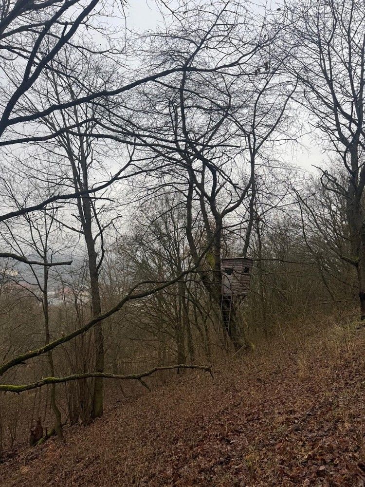 Les · Ryjice - 4