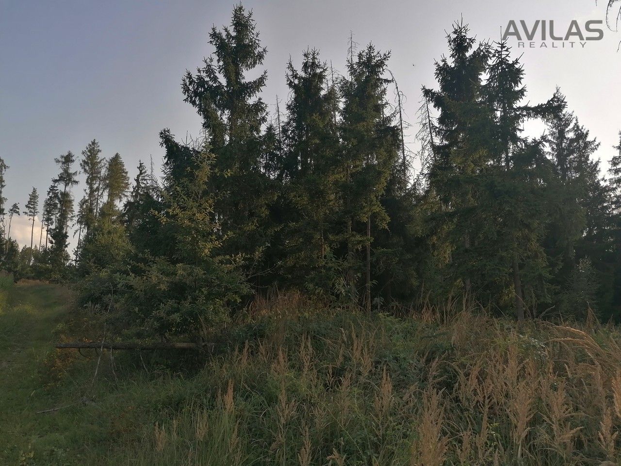 Lesy, Jeníkov, Čechtice, 5 835 m²