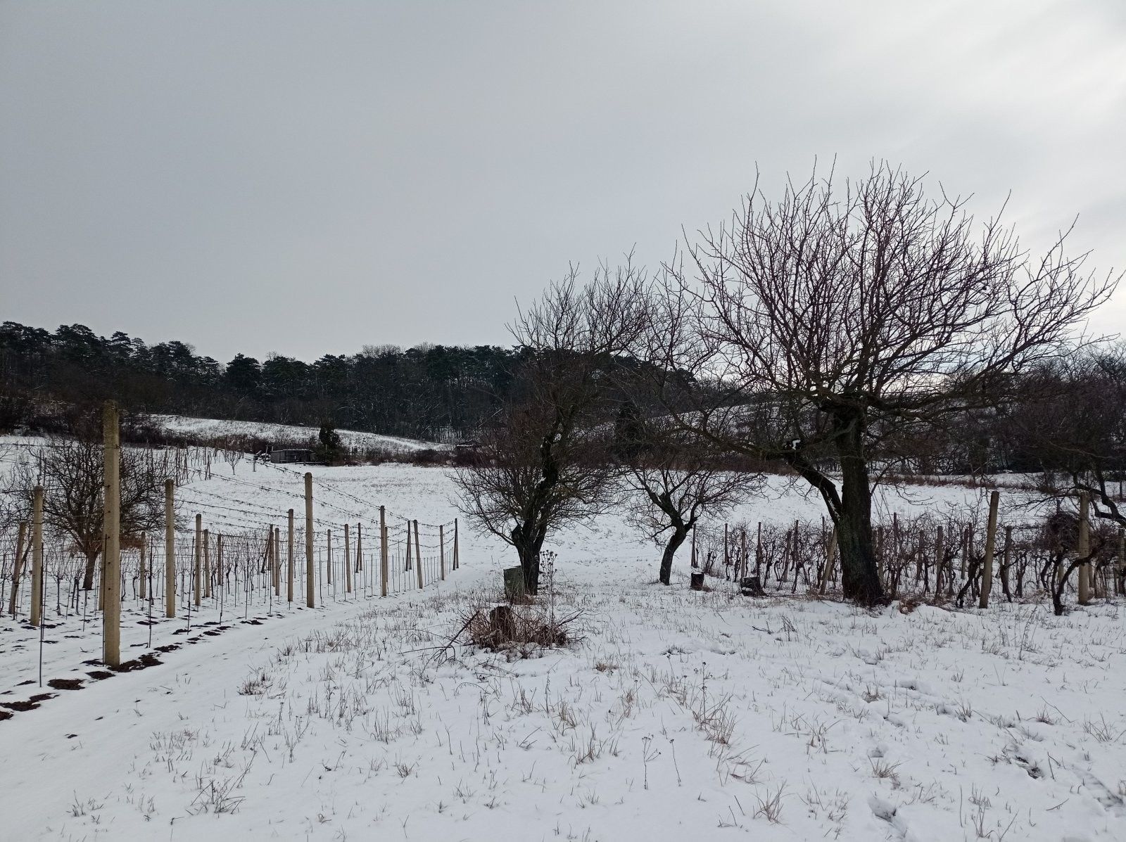 Zahrady, Nová 1, Mikulov, 467 m²