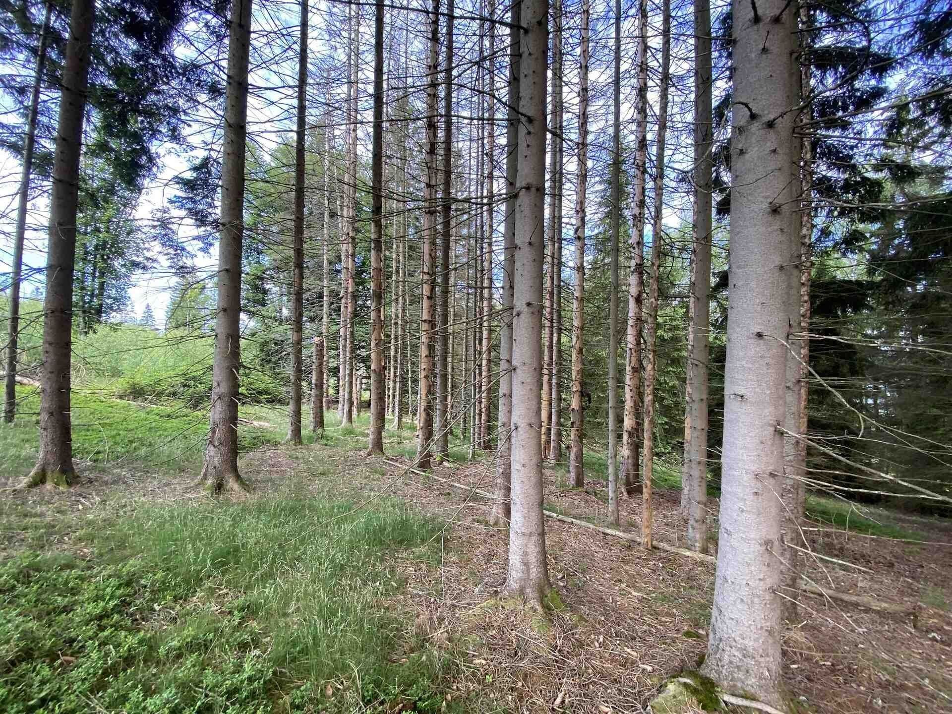 Prodej pozemek - Železná Ruda, 3 072 m² - 2