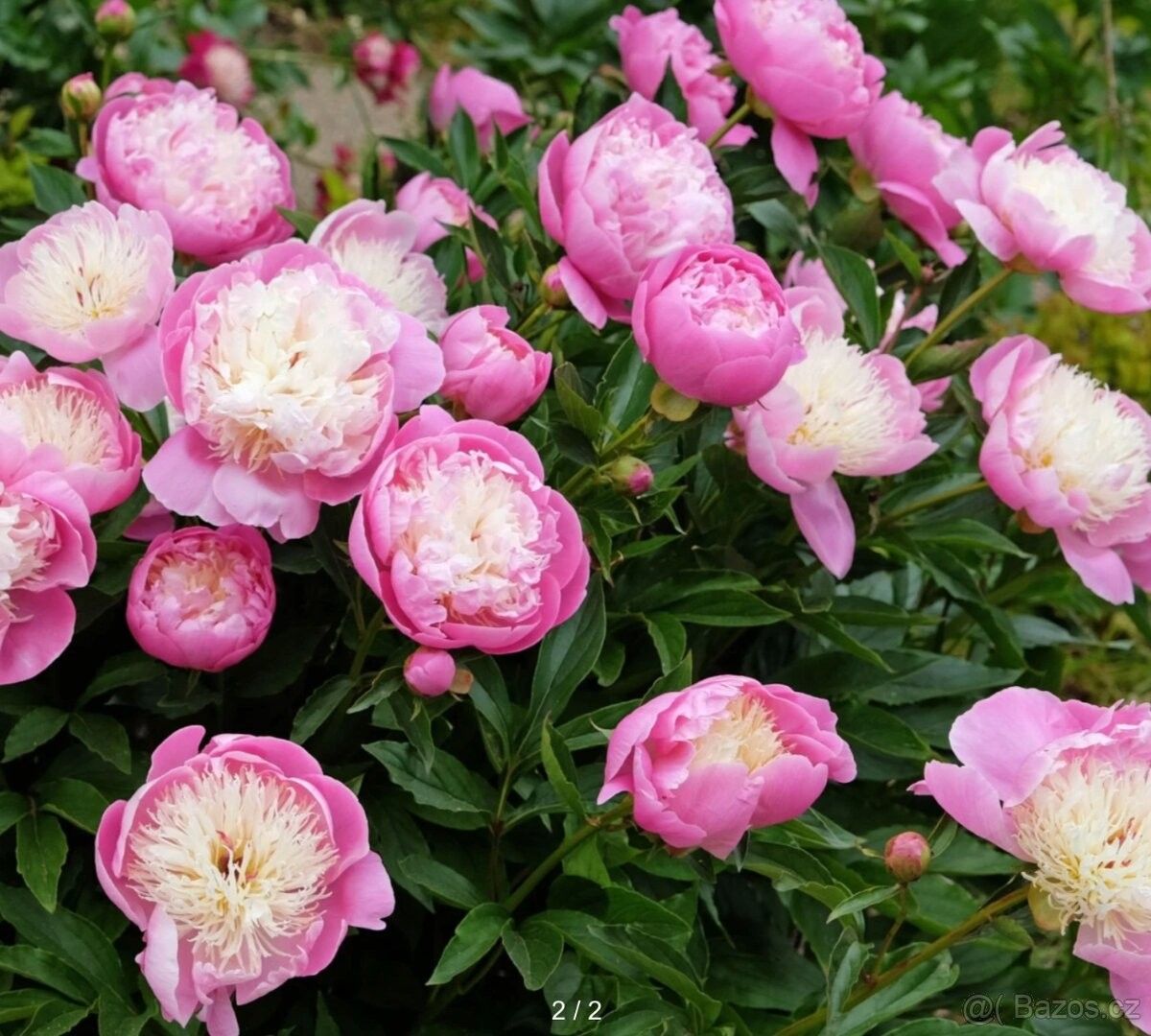 Zahrady, Český Krumlov, 381 01