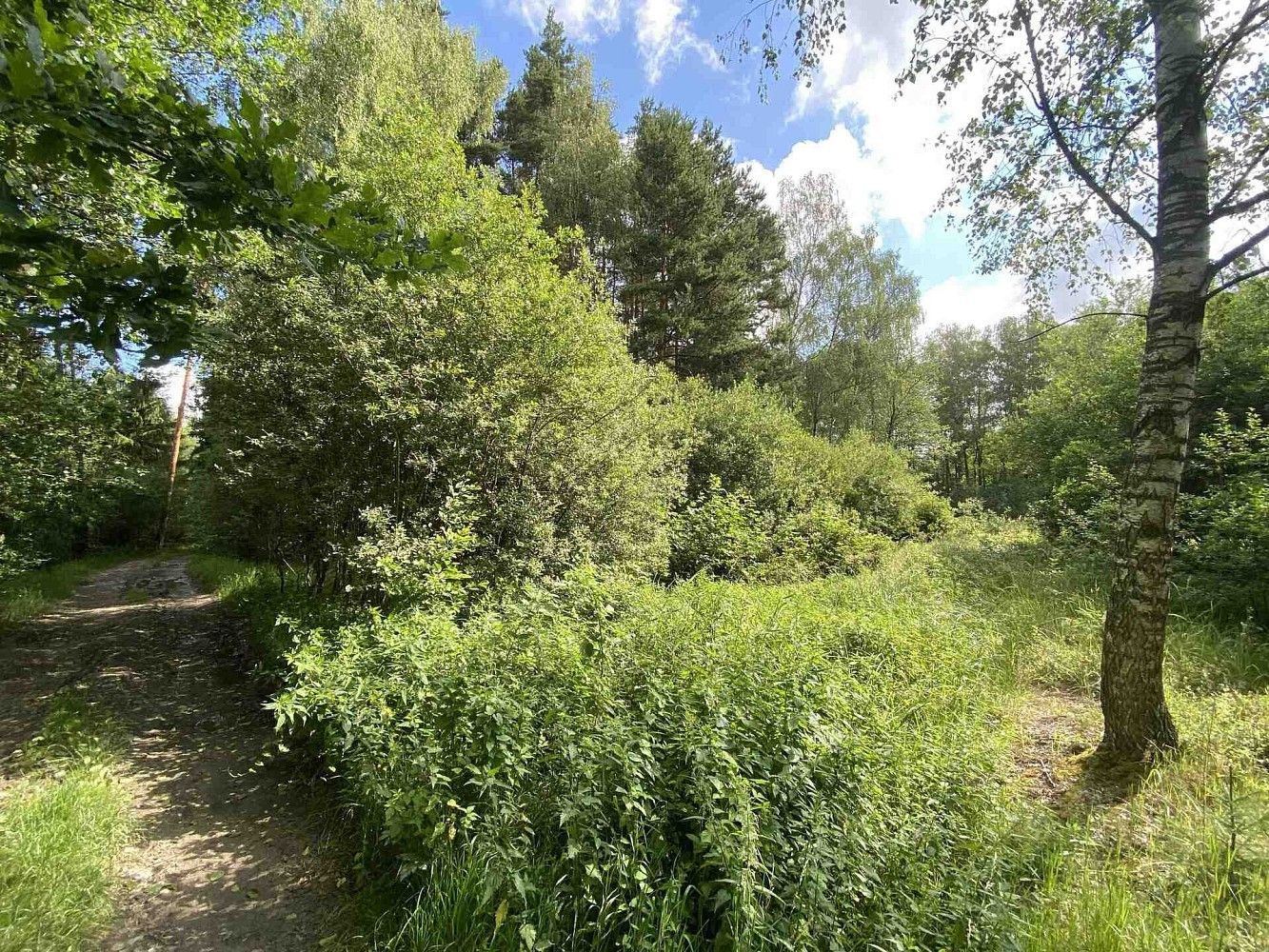 Prodej louka - Trhové Sviny - Otěvěk, okres České Budějovice, Jihočeský kraj - 2