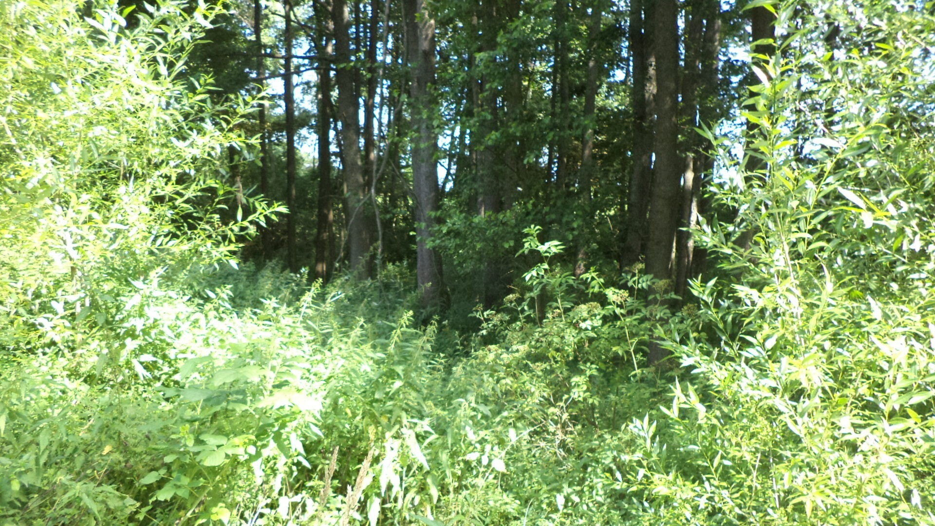 Pozemek · 1 046 m² · Chodský Újezd Nahý Újezdec - 3