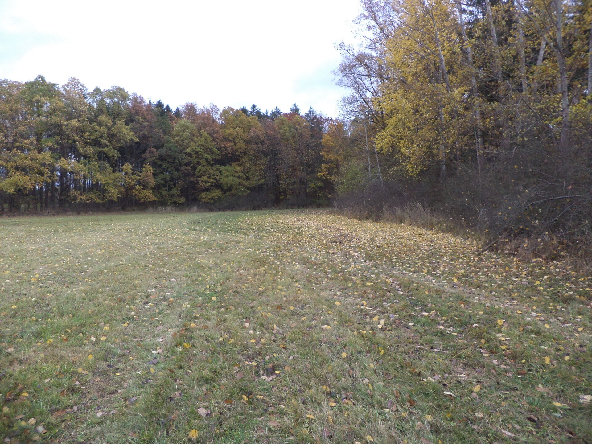 Zemědělský pozemek · 15 078 m² · Ždírec - 4