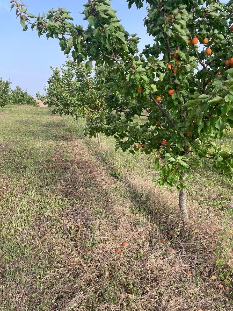 Pozemky pro bydlení, Hustopeče u Brna, 693 01 - 1