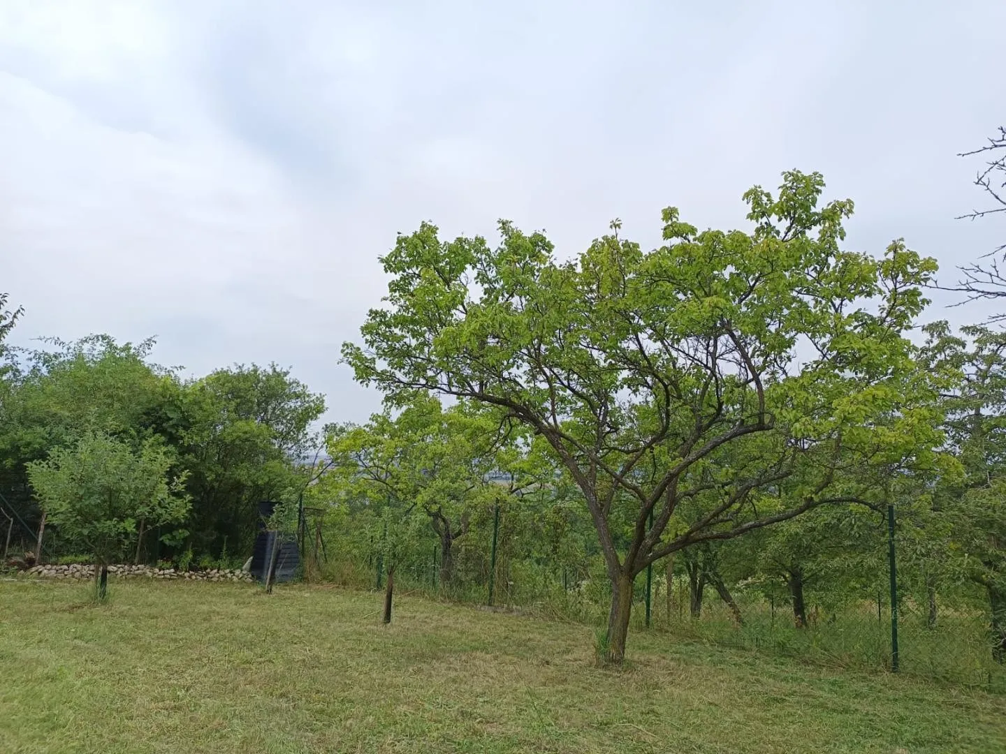 Ostatní
