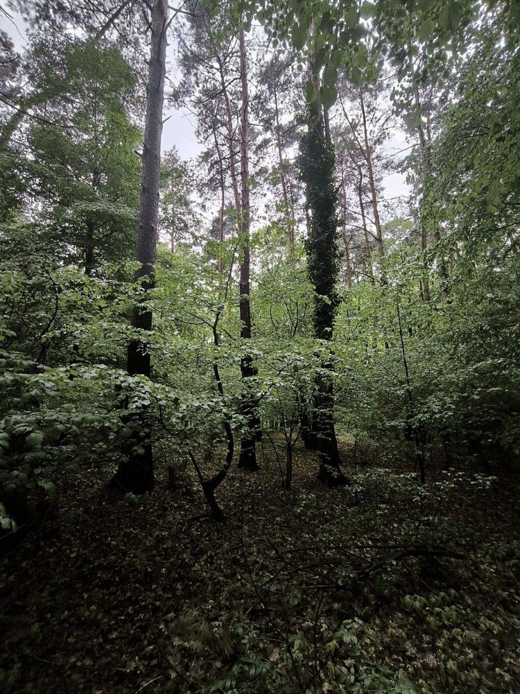 Les · Bernartice - 4