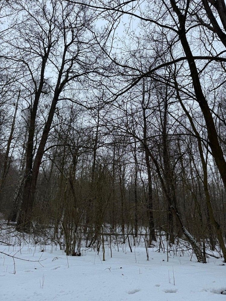 Les · Holubice - 4