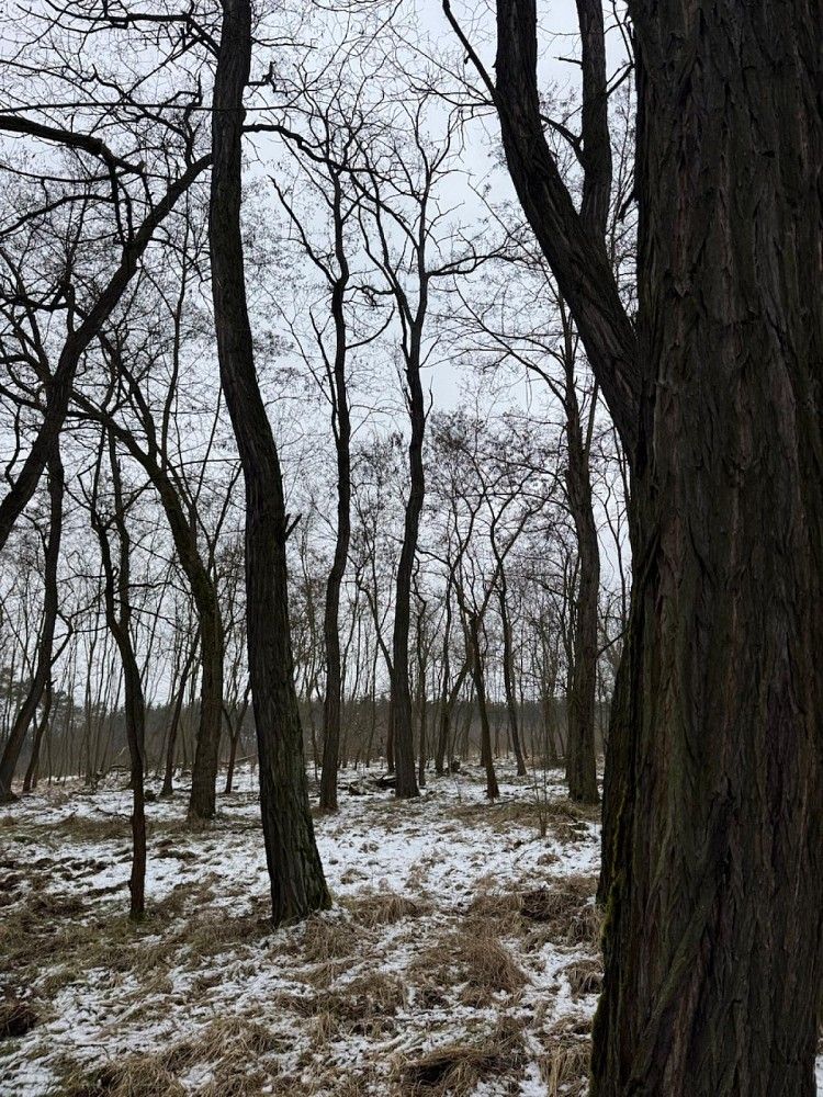 Lesy, Černěves - Nemojany, okres Litoměřice, Ústecký kraj - 1