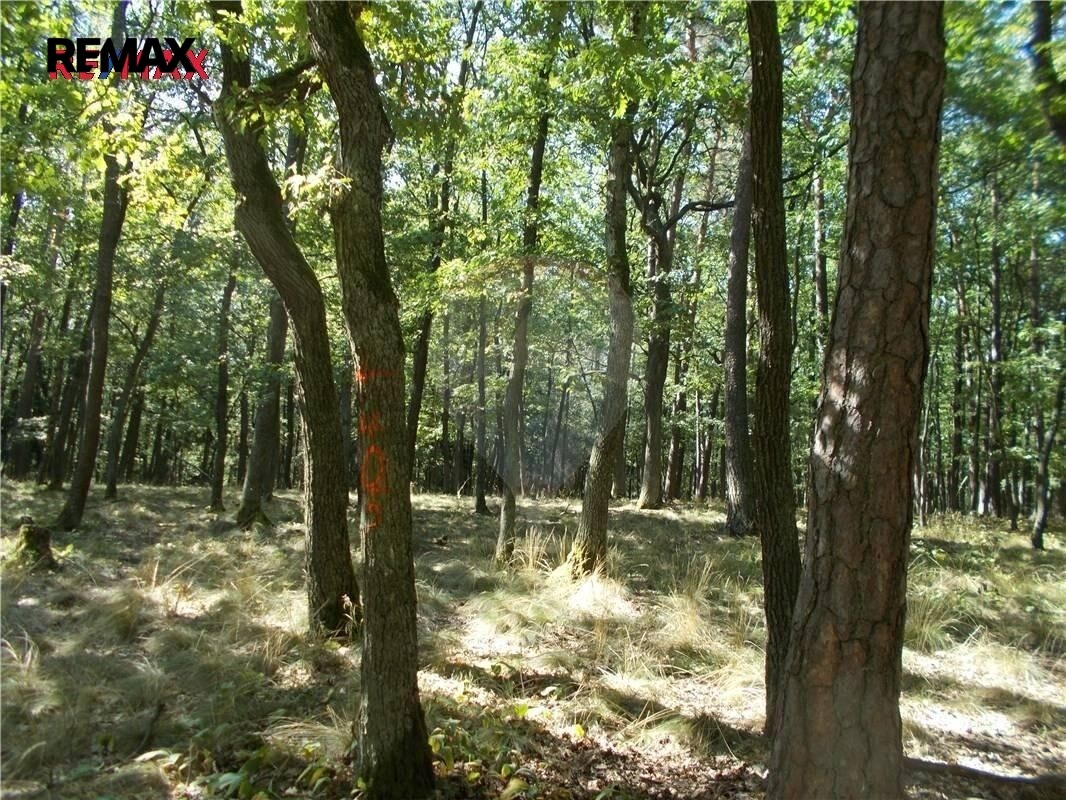 Les · 38 449 m² · Vážany - 3