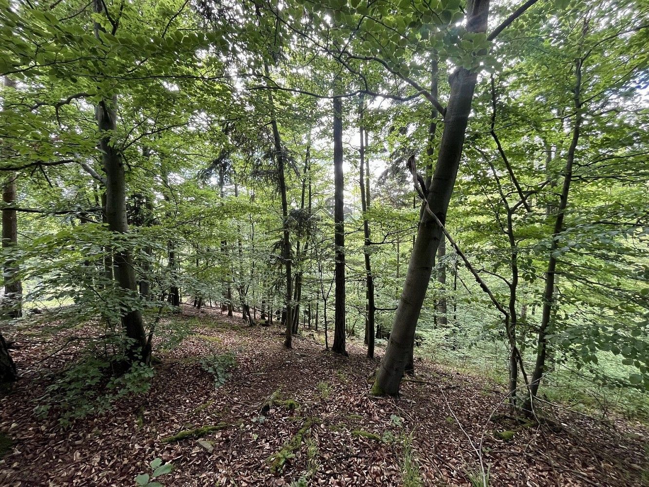 Les · Odry, okres Nový Jičín, Moravskoslezský kraj - 3