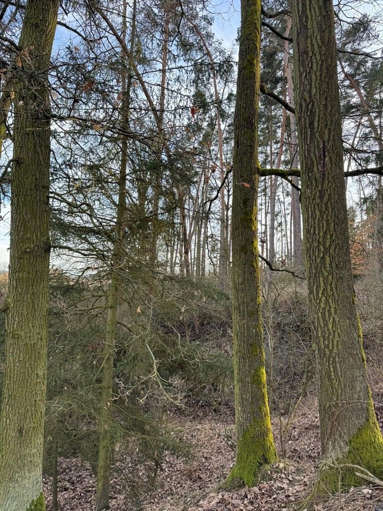 Les · Dolany, okres Klatovy, Plzeňský kraj - 3
