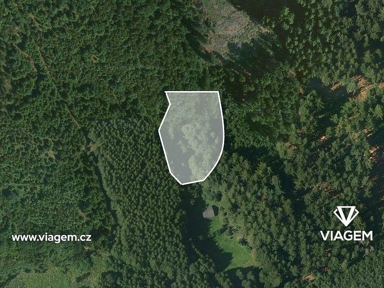 Les · Třebětín, okres Kutná Hora, Středočeský kraj - 2