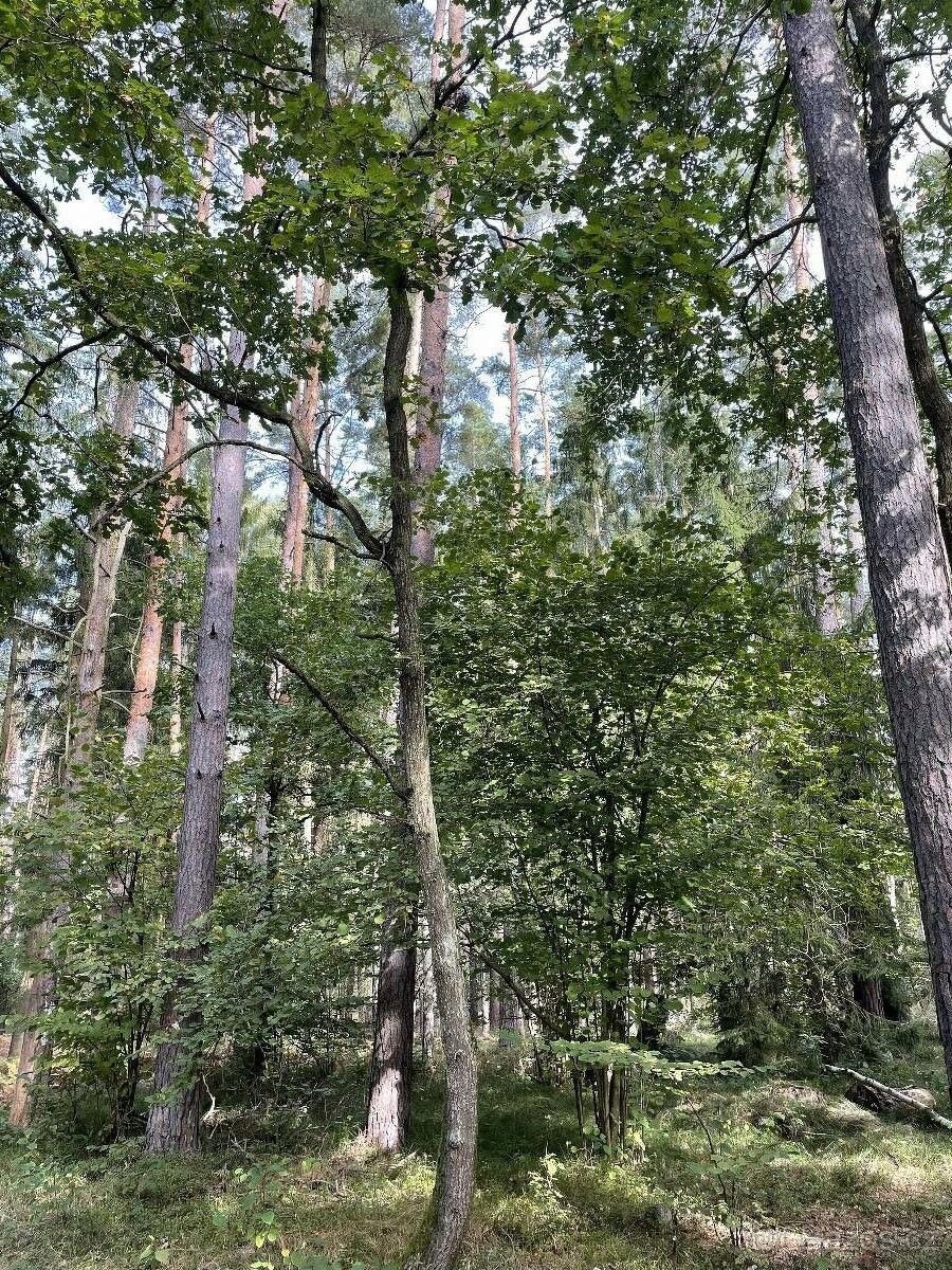Prodej les - Kardašova Řečice, 378 21, 3 253 m²