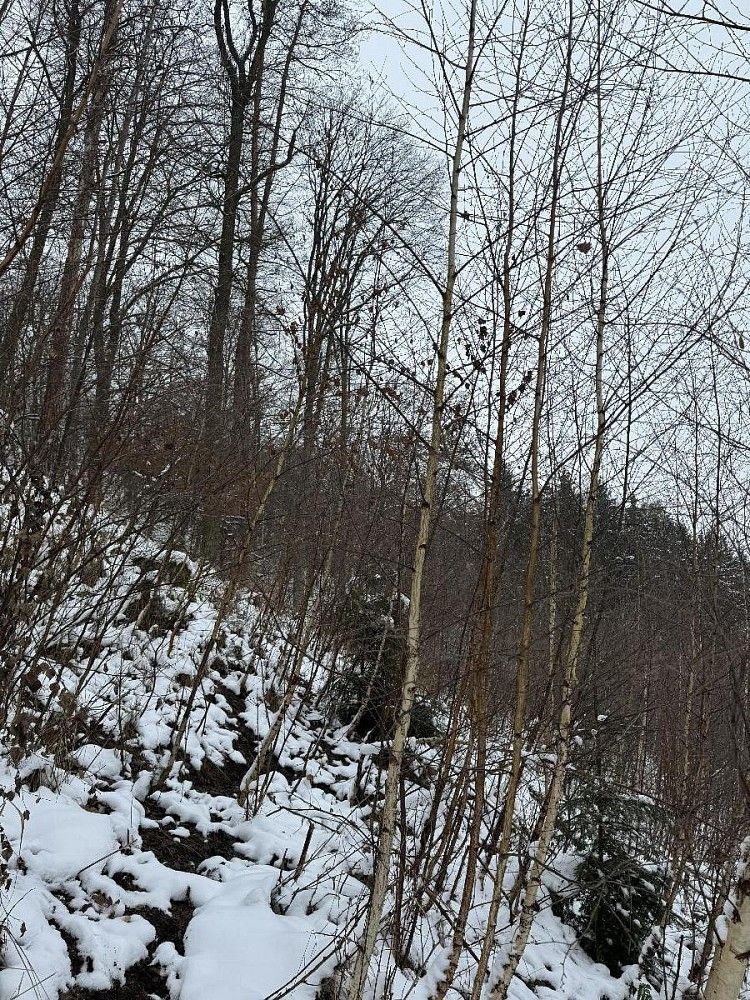 Lesy, Drnovice, okres Vyškov, Jihomoravský kraj - 1