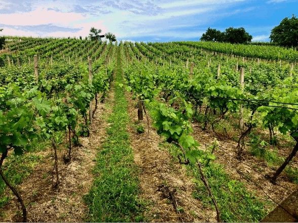 Pozemky pro bydlení, Velké Pavlovice, 691 06