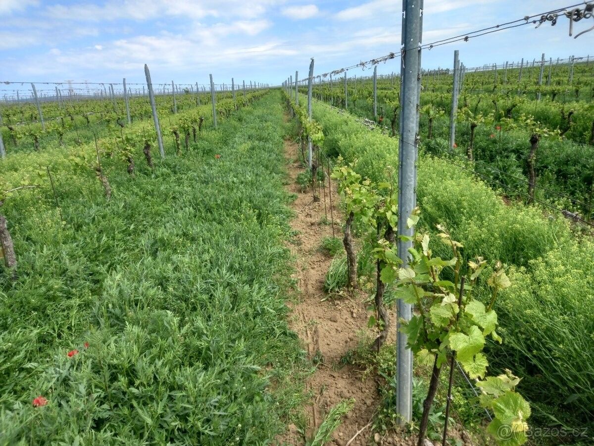 Pozemky pro bydlení, Prosiměřice, 671 61