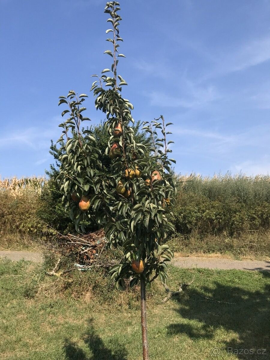 Ostatní, Svatobořice, 696 04