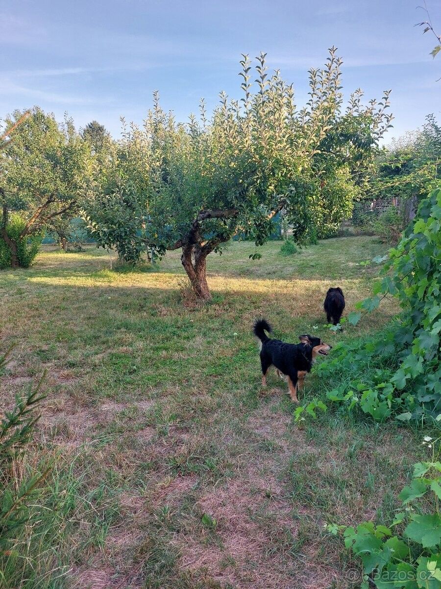 Prodej pozemek pro bydlení - Blatná, 388 01