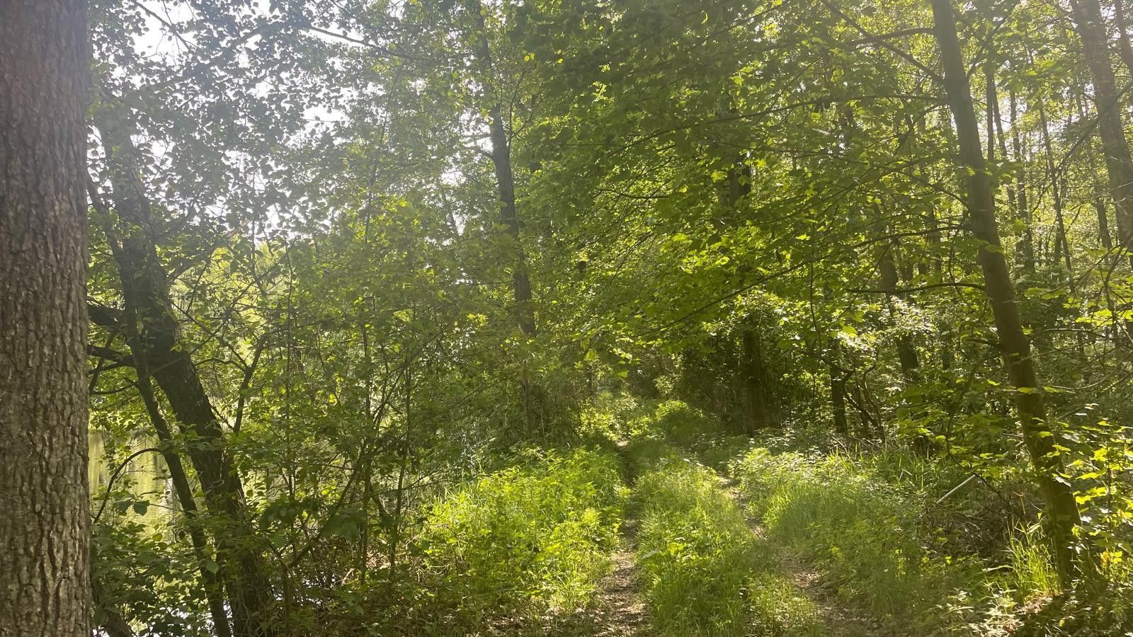 Prodej louka - Žíteč, Chlum u Třeboně, 389 m²