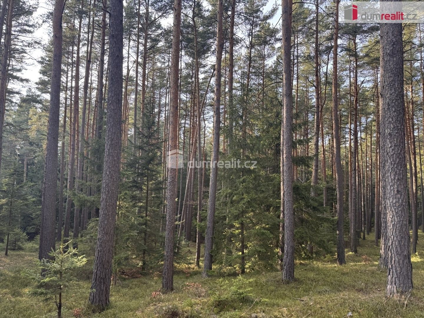 Lesy, Jelemek, Nebahovy, 4 147 m² - 2