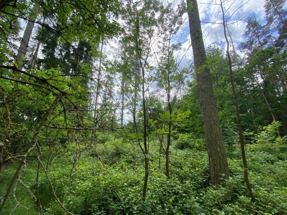 Prodej pozemek pro bydlení - Horšovský Týn, 346 01