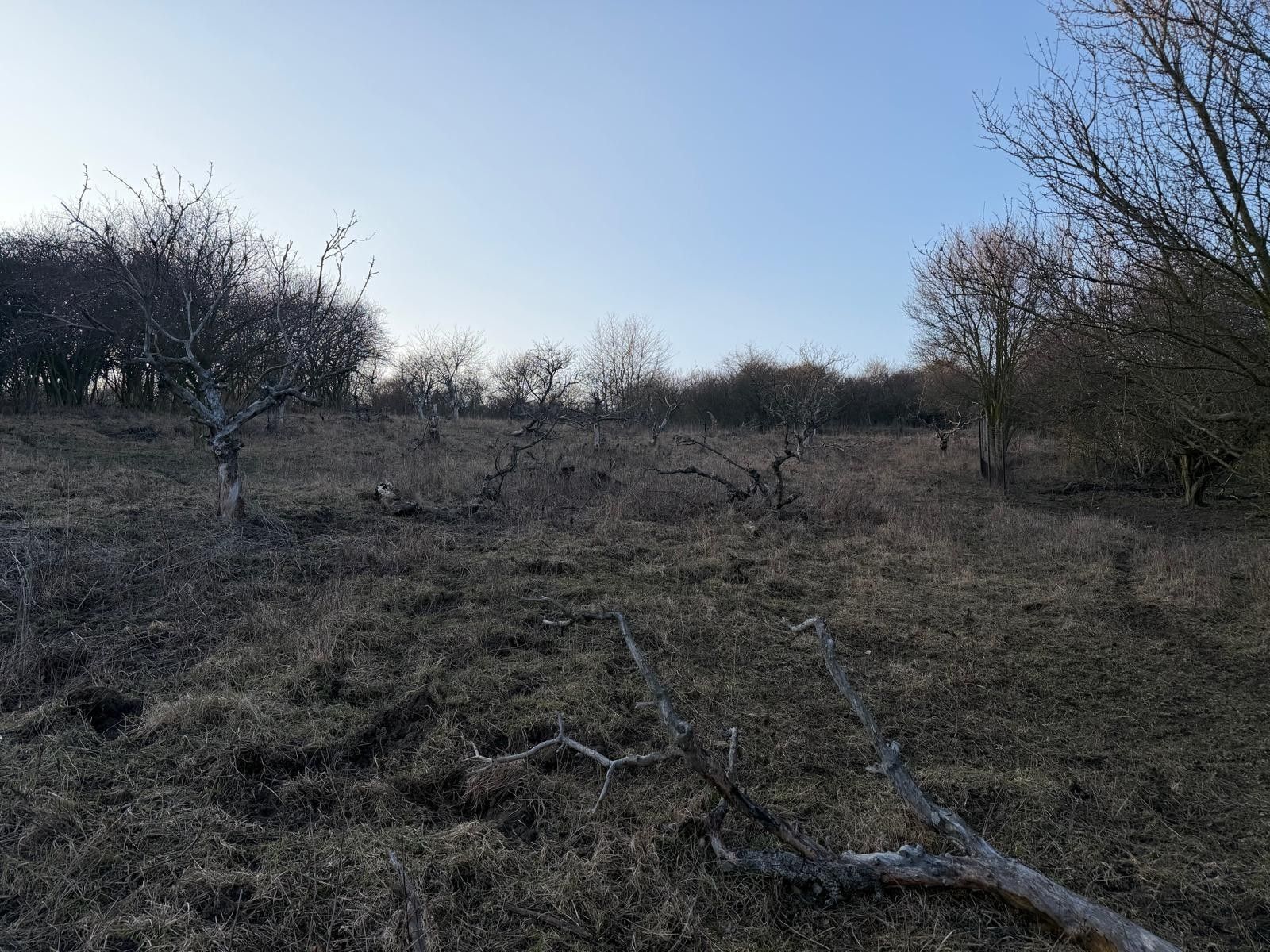 Prodej zahrada - Předměstí, Litoměřice, 3 183 m²