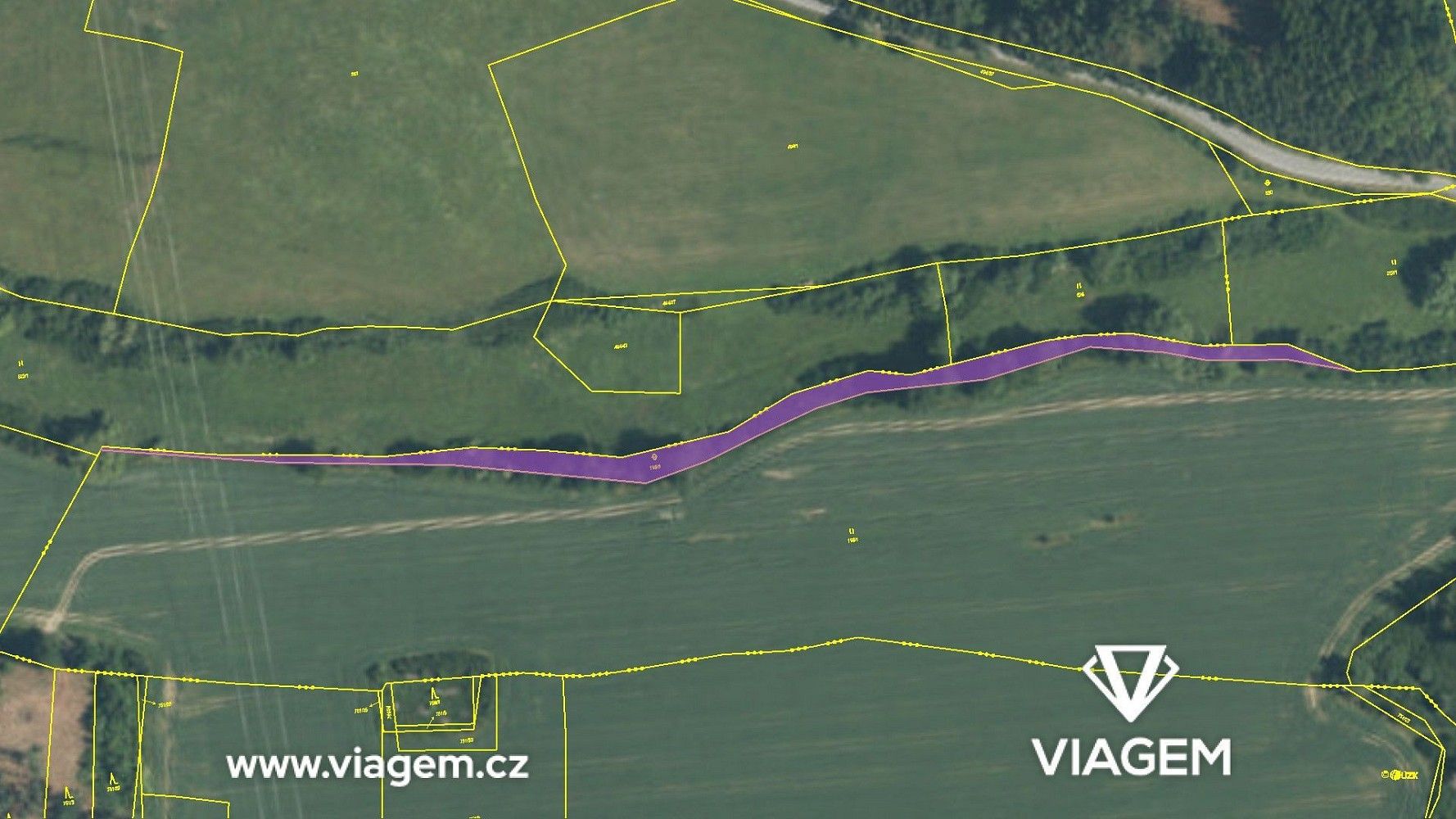 Les · Svojšín, okres Tachov, Plzeňský kraj - 4