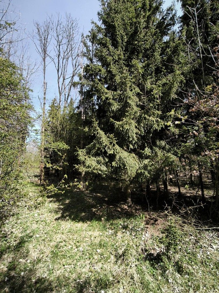 Lesy, Benešov u Semil - Dražeň, okres Semily, Liberecký kraj - 2