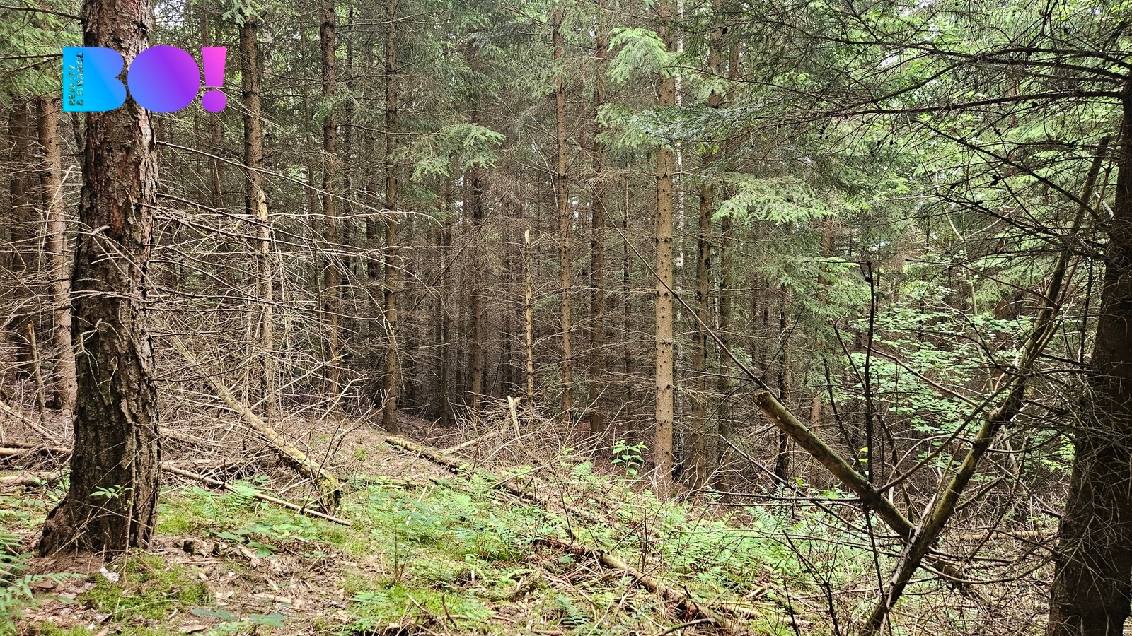 Prodej les - Huslenky, 6 240 m² - 5