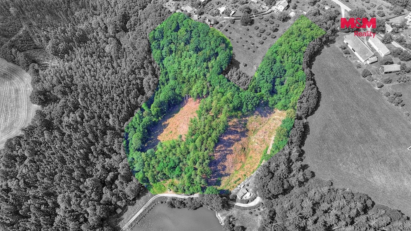 Les · Ohnišov - Zákraví, okres Rychnov nad Kněžnou, Královéhradecký kraj - 3