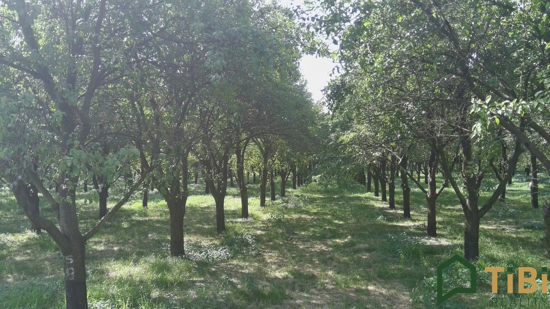 Prodej pozemek - Vanovice, 5 319 m² - 5