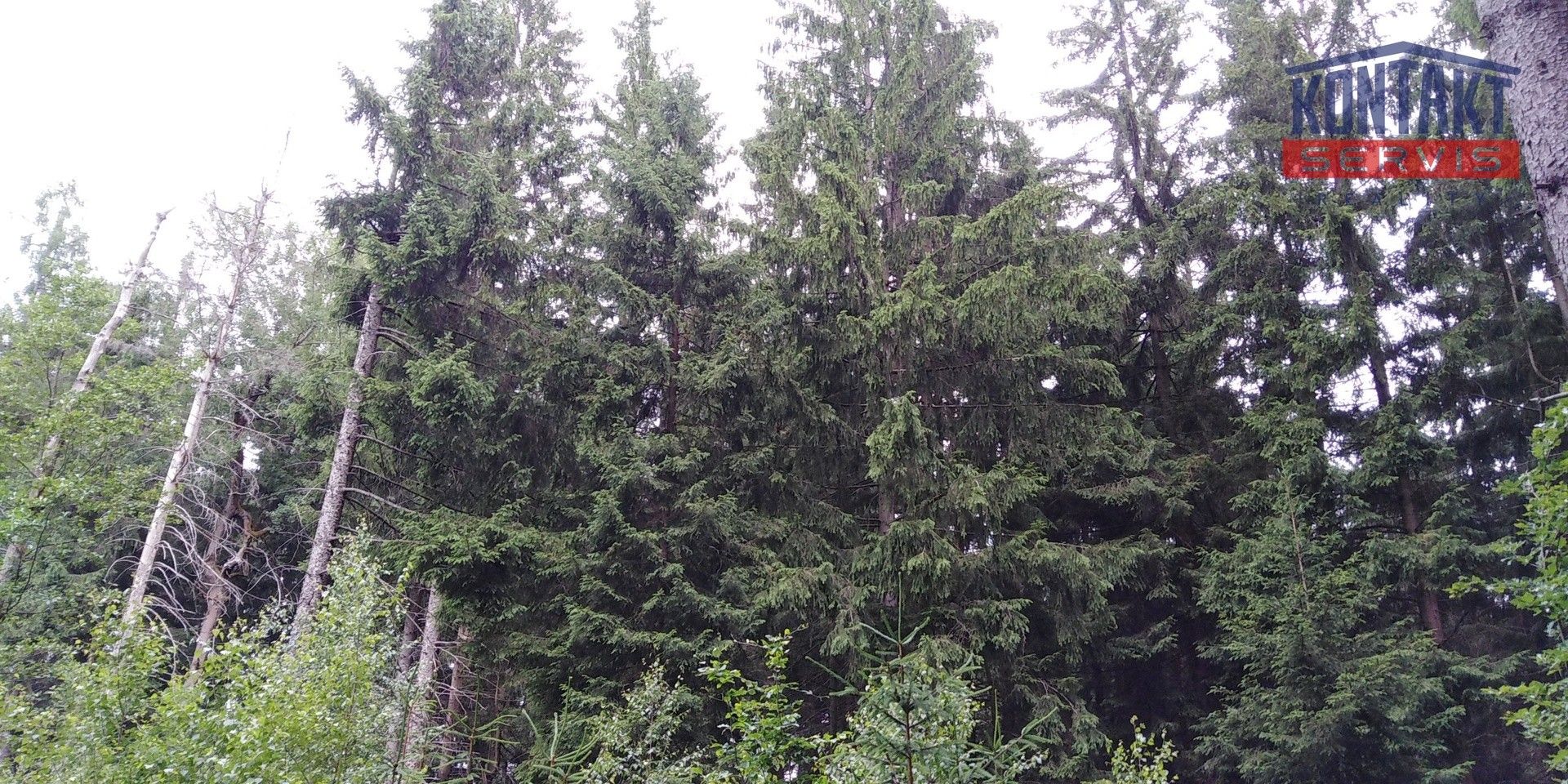 Prodej les - Mnichov Vranov - 5