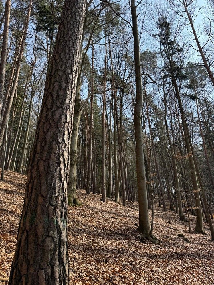 Les · Bohutín - Bučovice - 3