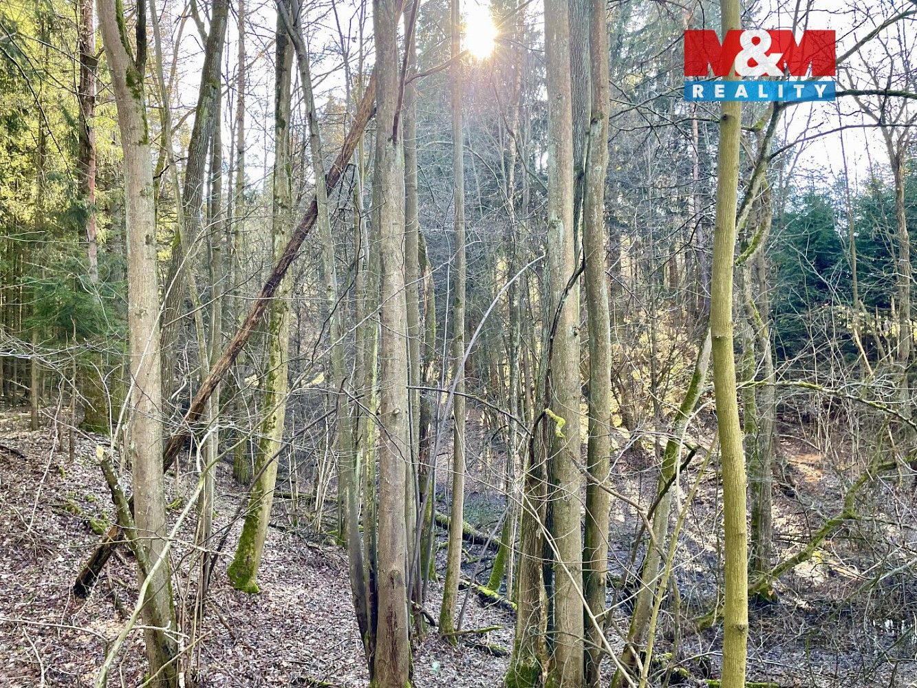 Lesy, Dolní Dobrouč - Lanšperk, okres Ústí nad Orlicí, Pardubický kraj - 2