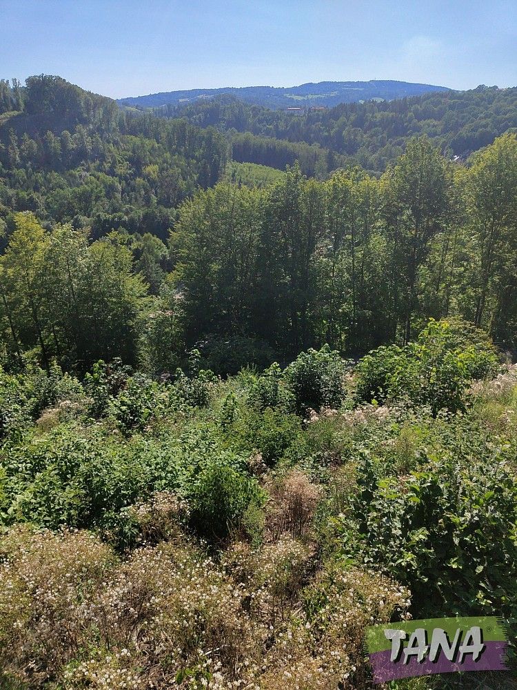 Les · Benešov u Semil, okres Semily, Liberecký kraj - 3